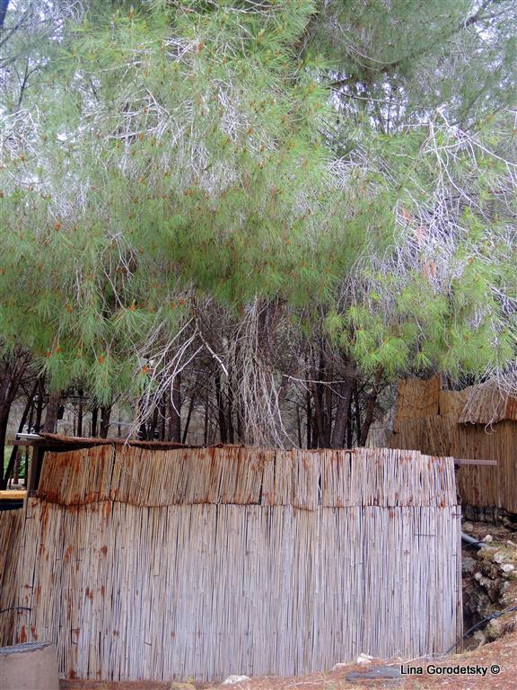 022-DSCN0233 (Medium)