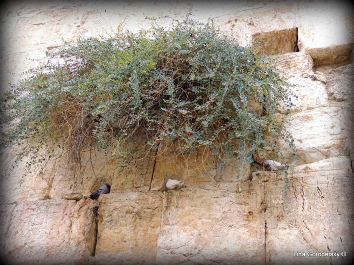 58-DSCN3945 (Medium)