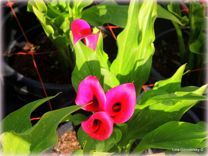 15-DSCN3946 (Medium)