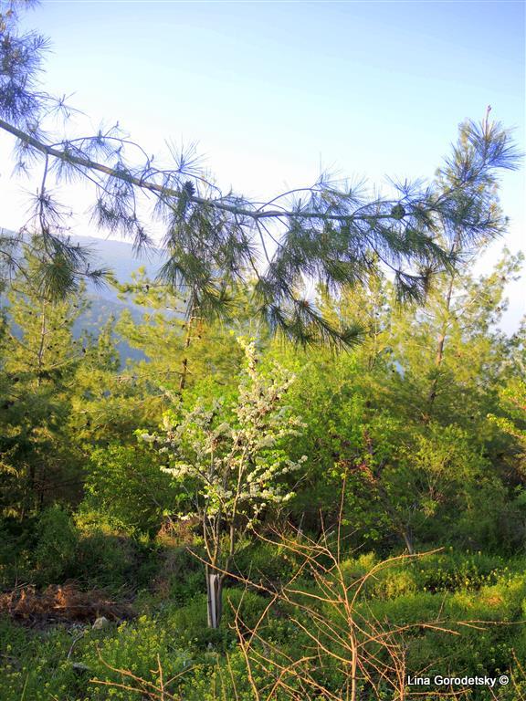 27-DSCN8340 (Medium)