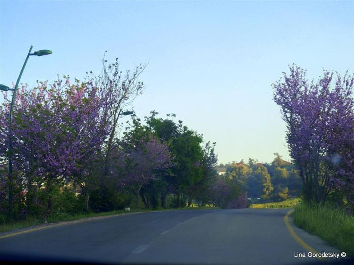 36-DSCN8356 (Medium)