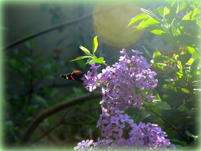 DSCN8249 (Medium) - Copy