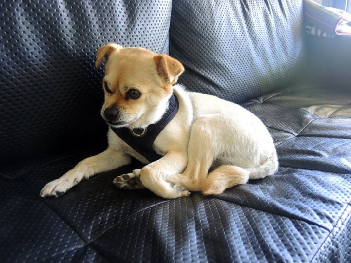 11150827_597623710372921_4563944618493533938_n