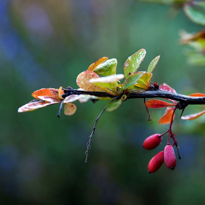 207646_481120698593651_1127908505_n