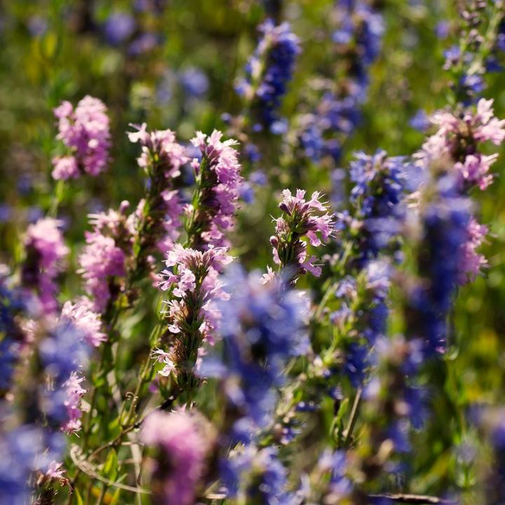 207758_481122895260098_1827192715_n