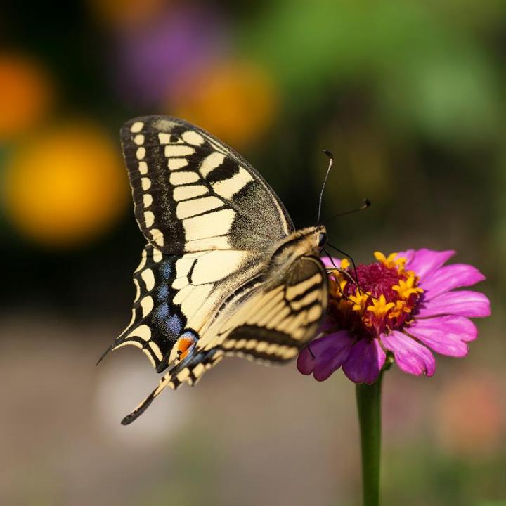 23748_481121185260269_2068506341_n