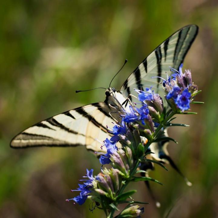 483212_481121705260217_974280494_n