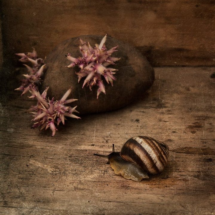 530264_481120645260323_1768015534_n