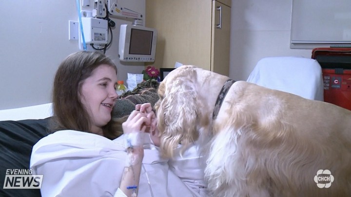 2015-1126-HospitalPetsEN6